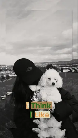 Little dog
