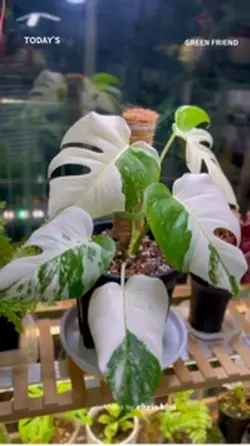 🌱🪴 𝗧𝗢𝗗𝗔𝗬’𝗦 𝗚𝗥𝗘𝗘𝗡 𝗙𝗥𝗜