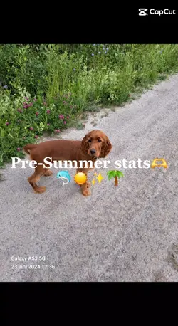 summer stats