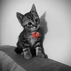 I miss my cat... 