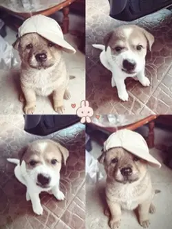 Nhạc cutie xĩu