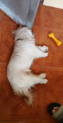 tamad na shihtzu