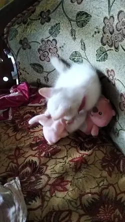 sikucing