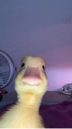Canard 🦆 