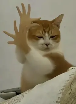 Bird Gesture Dance