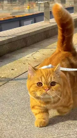 quet kitten