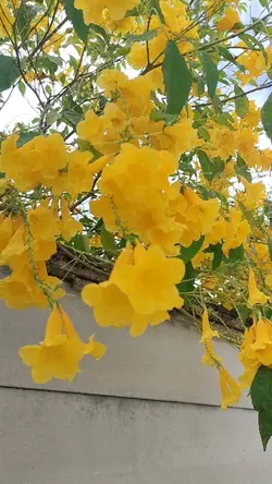 ทดลอง1