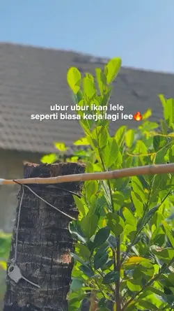 kerja lagi lee