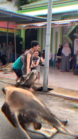 JJ Sapi Salting wkw