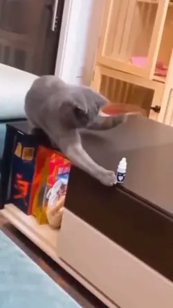 funny cat