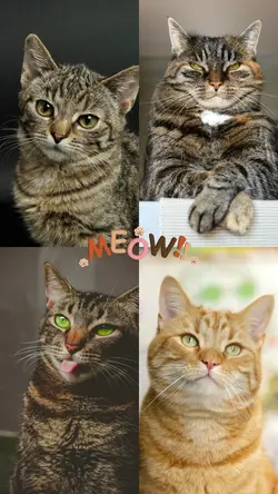 Meow Meow Meow