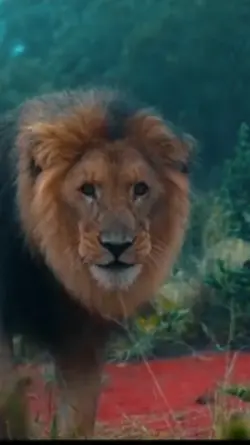 Lion attack