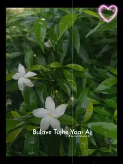 Bulave tuje yar ajj