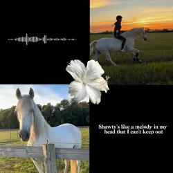 Equestrian Summer