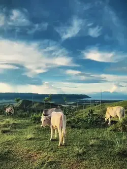 Mayonaise