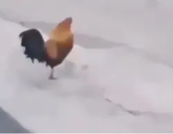 KFC template
