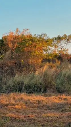 Golden hour