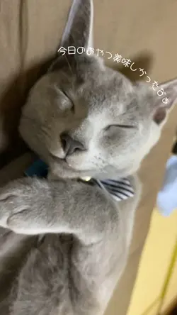 今日のおやつ美味しかったなぁ
