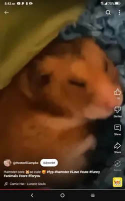 hamster core