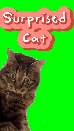 Surprised Cat