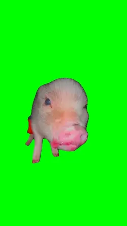 PIGLET EATING