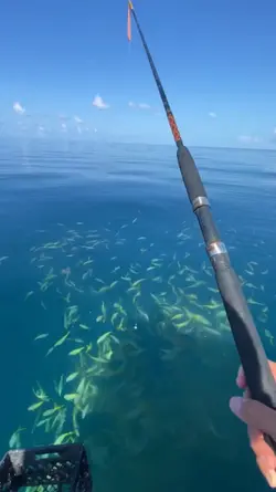 mancing mania