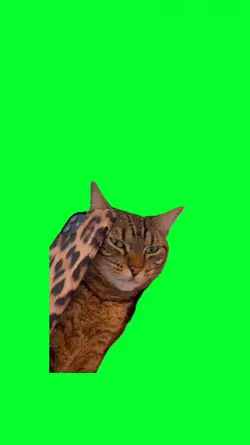 cat calling