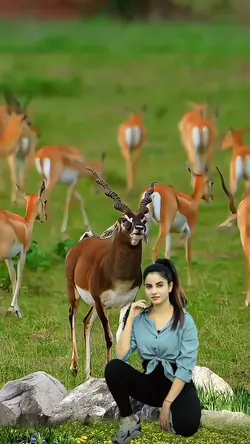 Dunia Binatang
