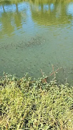 Tilapia farming 