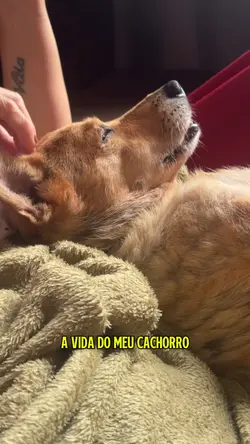 A vida do meu dog
