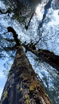 Suara di Hutan 