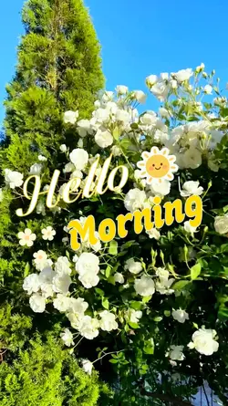hello morning