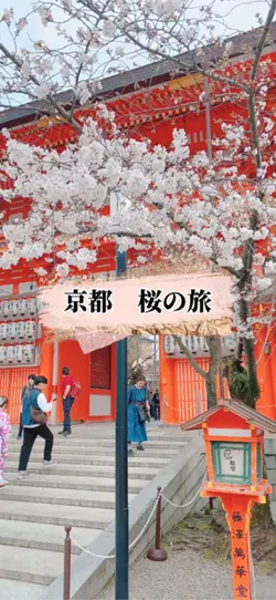 京都　桜の旅