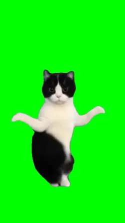 cat belly dance meme