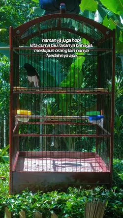 story kicau mania