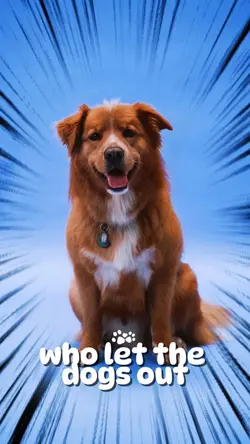 Dogs Out