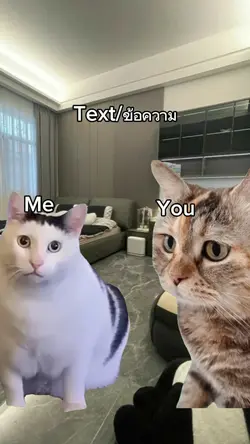 Huh / cat 