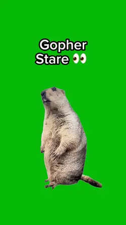 Gopher Stare 👀
