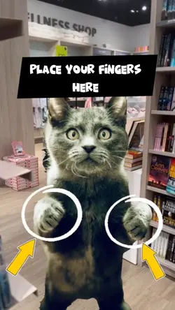 Cute cat meme 