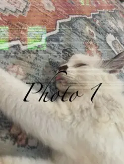 Five photos 