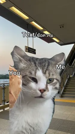 แมวทะเลาะกัน 2