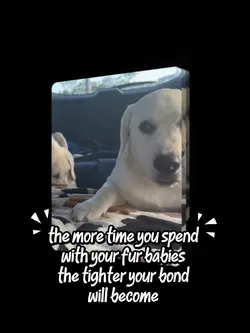 A Dog’s Love