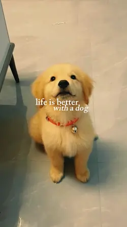 dog.