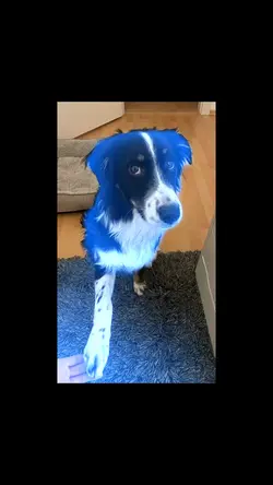 Blue Scan