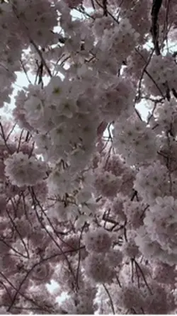 Cherry Blossoms