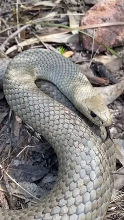 Keksa oqituvchi talabani sikdi (porno onlayn) Mega chuqur blowjob