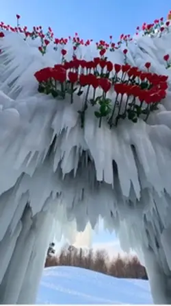Frozen Rose