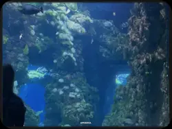 umaasa intro