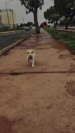 Happy Dog