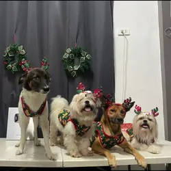 Christmas